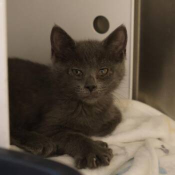 Lavender -  Domestic Short Hair Cat for Adoption in Briarcliff Manor, New York - Lavender | PetCurious