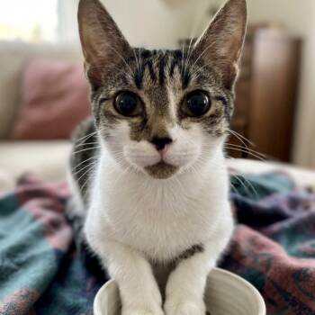 Tippy 5967 -  Domestic Short Hair Cat for Adoption in Boca Raton, Florida - Tippy 5967 | PetCurious