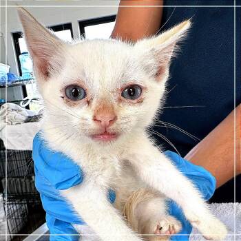 Ferb -  Domestic Short Hair Cat for Adoption in Chapel Hill, North Carolina - Ferb | PetCurious