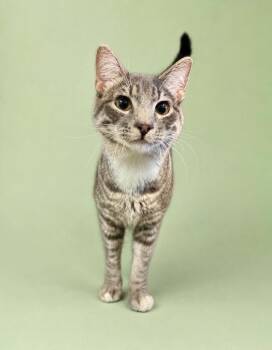 Domestic Short Hair Cats Available for Adoption in Rock Springs, Wyoming - Rico | PetCurious