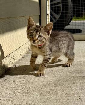 Ariel -  Domestic Short Hair Cat for Adoption in Kingsland, Georgia - Ariel | PetCurious