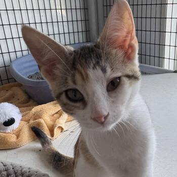 Rescue Domestic Short Hair Cats for Adoption in Black River Falls, Wisconsin - Cookie | PetCurious