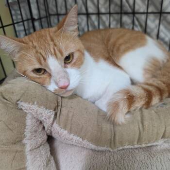 Bubba -  Domestic Short Hair Cat for Adoption in Melrose, Florida - Bubba | PetCurious