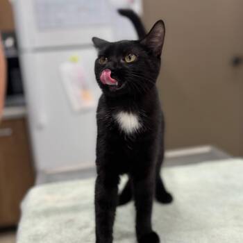 Buttercup -  Domestic Short Hair Cat for Adoption in Nashville, Indiana - Buttercup | PetCurious