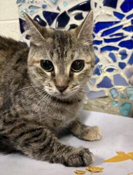 ZOZO -  Domestic Short Hair Cat for Adoption in Pensacola, Florida - ZOZO | PetCurious