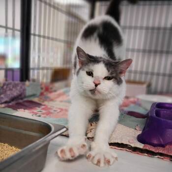 Domestic Short Hair Cats Available for Adoption in Davenport, Iowa - Sniffles | PetCurious