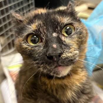 Domestic Short Hair Cats Available for Adoption in Yuma, Arizona - Pickles | PetCurious