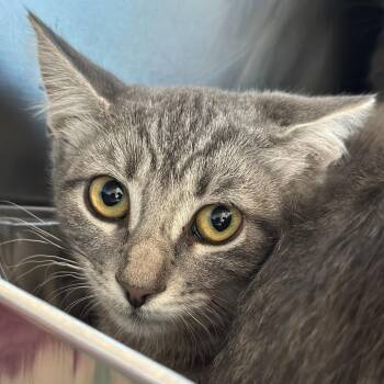 Adair -  Domestic Short Hair Cat for Adoption in Matteson, Illinois - Adair | PetCurious