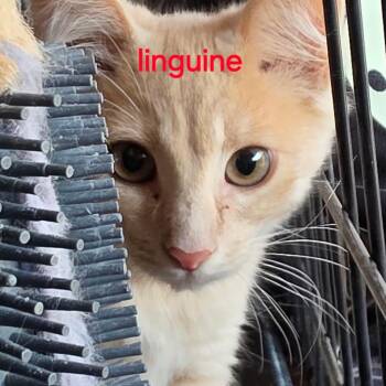 Linguine -  Domestic Medium Hair Cat for Adoption in Springfield, Oregon - Linguine | PetCurious
