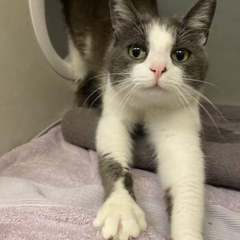 Domestic Short Hair Cats Available for Adoption in Dayton, Ohio - Rainbow | PetCurious