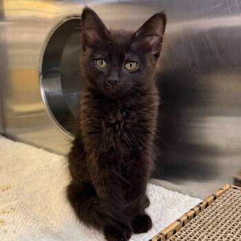 Caine -  Domestic Short Hair Cat for Adoption in Palm Springs, California - Caine | PetCurious