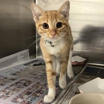 Thumbelina -  Domestic Short Hair Cat for Adoption in Edinburg, Texas - Thumbelina | PetCurious