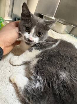 Darby -  Domestic Short Hair Cat for Adoption in Saint Charles, Missouri - Darby | PetCurious