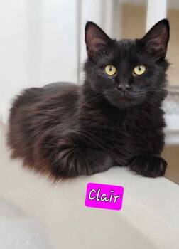 Rescue Domestic Medium Hair Cats for Adoption in Jessup, Maryland - Claire | PetCurious