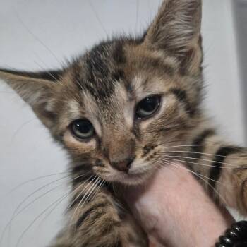 Hadley -  Domestic Short Hair Cat for Adoption in Tulsa, Oklahoma - Hadley | PetCurious