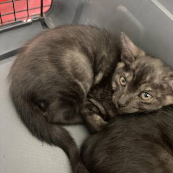 COH-A-67713 -  Domestic Short Hair Cat for Adoption in Volcano, Hawaii - COH-A-67713 | PetCurious
