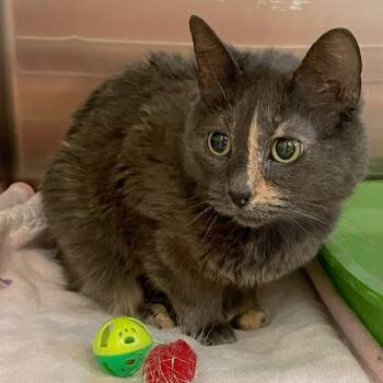 Freya -  Domestic Short Hair Cat for Adoption in Rochester, Minnesota - Freya | PetCurious