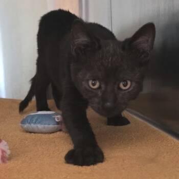 Rescue Domestic Short Hair Cats for Adoption in Austin, Texas - Emilia Harcourt | PetCurious