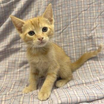 Pinnacle -  Domestic Short Hair Cat for Adoption in Hawthorne, California - Pinnacle | PetCurious