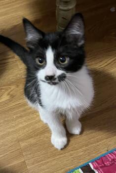 Rescue Domestic Short Hair Cats for Adoption in Faribault, Minnesota - Octive | PetCurious