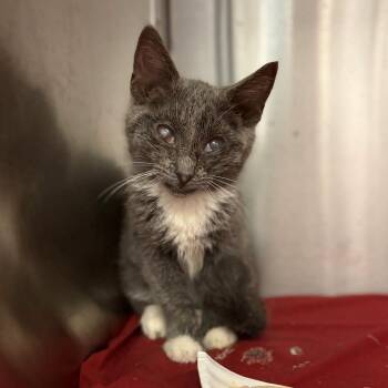 Windfall -  Domestic Short Hair Cat for Adoption in Lynchburg, Virginia - Windfall | PetCurious