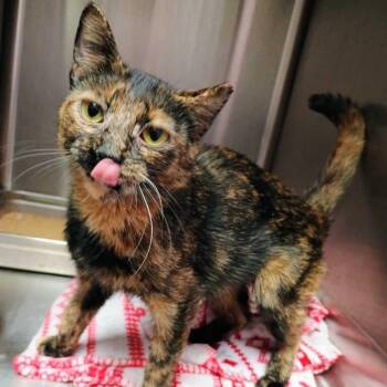 Pamtri -  Domestic Short Hair Cat for Adoption in Davenport, Iowa - Pamtri | PetCurious