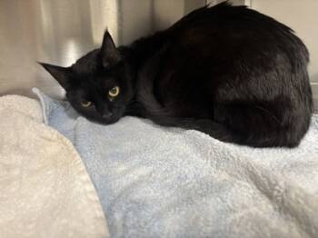 Rescue Domestic Short Hair Cats for Adoption in Atlanta, Georgia - Truffles | PetCurious