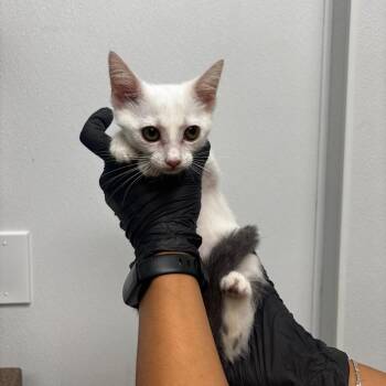 Jewel -  Domestic Medium Hair Cat for Adoption in Abilene, Texas - Jewel | PetCurious