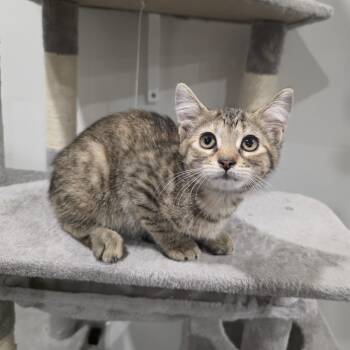Daisy -  Torbie and Domestic Short Hair Cat for Adoption in Mastic, New York - Daisy | PetCurious