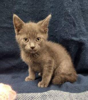 Hamlet -  Domestic Short Hair Cat Available for Adoption in Bucyrus, Ohio - Hamlet | PetCurious