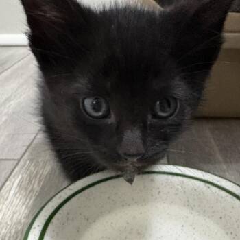 Wooly -  Domestic Short Hair Cat for Adoption - Wooly | PetCurious