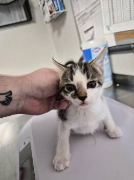 Marcelo -  Domestic Short Hair Cat for Adoption in Bolivar, Missouri - Marcelo | PetCurious