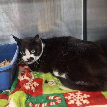 Rescue Domestic Medium Hair Cats for Adoption in Gautier, Mississippi - Mia | PetCurious