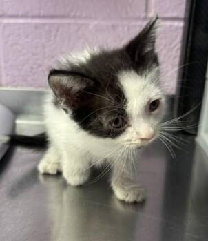 61524078 -  Domestic Short Hair Cat for Adoption in El Paso, Texas - 61524078 | PetCurious