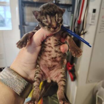 Thunder (Blue) -  Domestic Short Hair Cat for Adoption in Osawatomie, Kansas - Thunder (Blue) | PetCurious