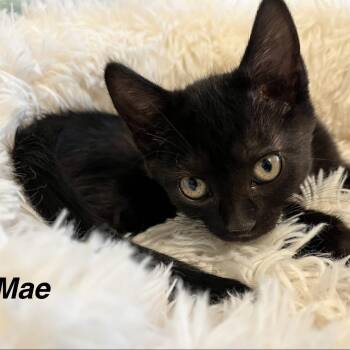 Mae -  Domestic Short Hair Cat for Adoption in Lakewood, Colorado - Mae | PetCurious