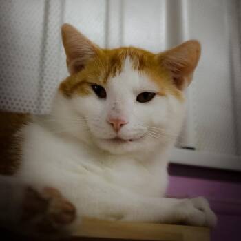 Melvin -  Domestic Short Hair Cat for Adoption in Shelbyville, Indiana - Melvin | PetCurious
