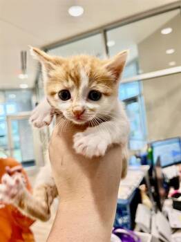 Domestic Short Hair Cats Available for Adoption in Pearland, Texas - KENT | PetCurious