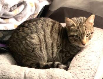 Domestic Short Hair Cats Available for Adoption - Cosmo | PetCurious