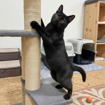 Domestic Short Hair Cats Available for Adoption - Colette | PetCurious