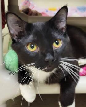 Domestic Short Hair Cats Available for Adoption in Grayslake, Illinois - Grogu | PetCurious