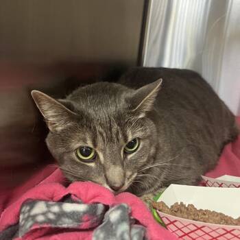 Domestic Short Hair Cats Available for Adoption in Lakeland, Florida - Panic | PetCurious