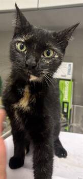 ONYX -  Domestic Short Hair Cat for Adoption in Indianapolis, Indiana - ONYX | PetCurious