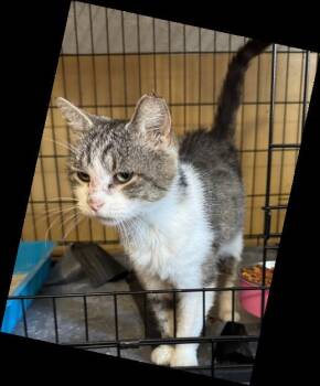 Rescue Domestic Short Hair Cats for Adoption in Evans City, Pennsylvania - Queeny | PetCurious