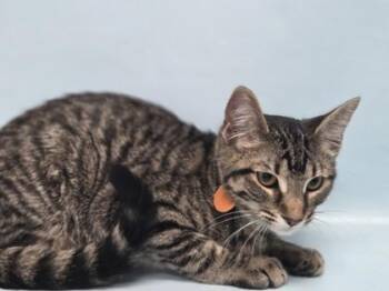 Croissant -  Domestic Short Hair Cat for Adoption in Woodbury, Minnesota - Croissant | PetCurious