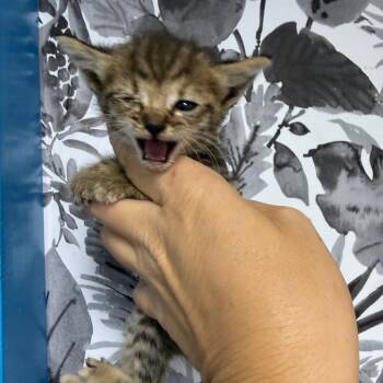 Domestic Short Hair Cats Available for Adoption in Wahiawa, Hawaii - Baguette | PetCurious