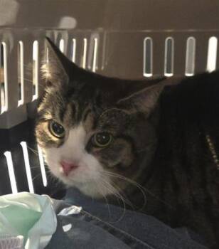 Rescue Domestic Short Hair Cats for Adoption in Montreal, Quebec - Parabolle | PetCurious