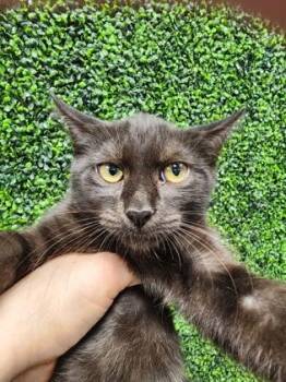 Winky $50 @ Pet Supplies Plus -  Domestic Short Hair Cat for Adoption in Seneca, South Carolina - Winky $50 @ Pet Supplies Plus | PetCurious