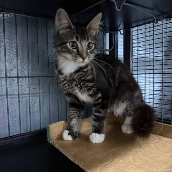 Sutton -  Domestic Medium Hair Cat for Adoption in Albemarle, North Carolina - Sutton | PetCurious
