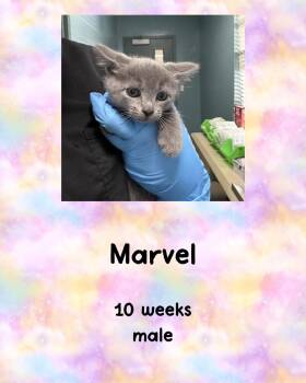 Domestic Short Hair Cats Available for Adoption in Holbrook, New York - MARVEL | PetCurious